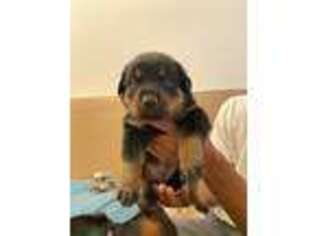 Rottweiler Puppy for sale in Irvine, CA, USA