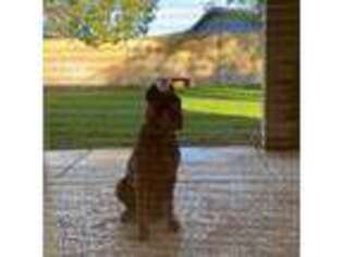 Cane Corso Puppy for sale in Glendale, AZ, USA