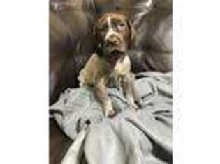 German Shorthaired Pointer Puppy for sale in Kingsville, TX, USA