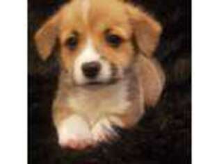 Pembroke Welsh Corgi Puppy for sale in Athol, ID, USA