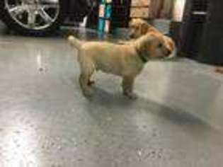 Labrador Retriever Puppy for sale in Hillsdale, OK, USA