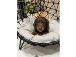 Dachshund Puppy for sale in Columbia, KY, USA