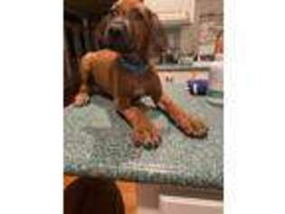 Rhodesian Ridgeback Puppy for sale in Charleston, SC, USA