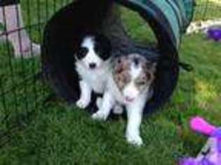 Border Collie Puppy for sale in LEBANON, OR, USA