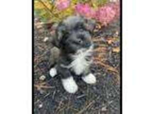 Havanese Puppy for sale in Mashpee, MA, USA