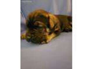 Cane Corso Puppy for sale in Saint Michael, MN, USA