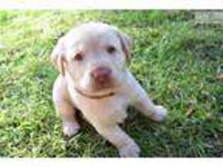 Labrador Retriever Puppy for sale in Fort Myers, FL, USA