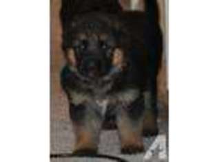 German Shepherd Dog Puppy for sale in DICKINSON, TX, USA