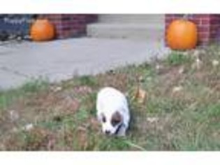 Jack Russell Terrier Puppy for sale in Shelby Township, MI, USA