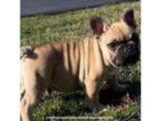 French Bulldog Puppy for sale in Grove City, OH, USA