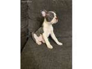 Boston Terrier Puppy for sale in Glen Burnie, MD, USA