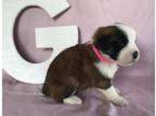 Saint Bernard Puppy for sale in Burlington, KY, USA
