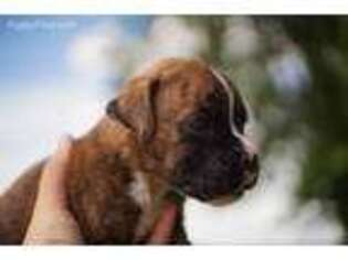 Boxer Puppy for sale in Joice, IA, USA