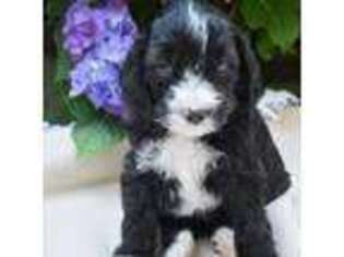 Australian Labradoodle Puppy for sale in Portland, OR, USA