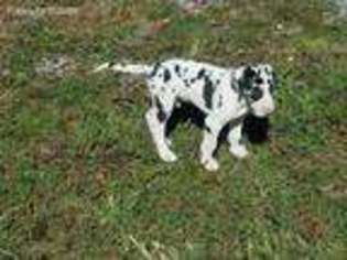 Great Dane Puppy for sale in Carbondale, IL, USA
