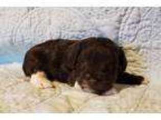 Mutt Puppy for sale in Honoraville, AL, USA