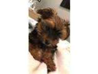 Shorkie Tzu Puppy for sale in Carmel, NY, USA
