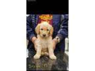 Goldendoodle Puppy for sale in Wildomar, CA, USA