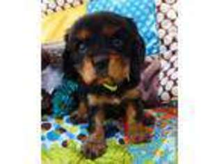 Cavalier King Charles Spaniel Puppy for sale in HUNTINGTON BEACH, CA, USA