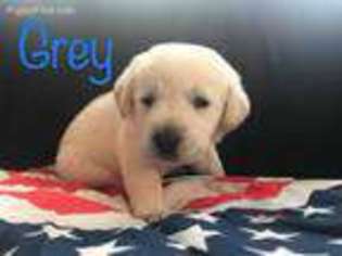 Labrador Retriever Puppy for sale in Kidder, MO, USA
