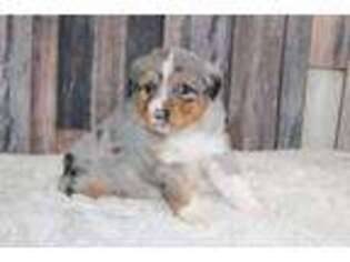 Miniature Australian Shepherd Puppy for sale in Little Rock, AR, USA