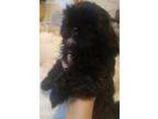 Mutt Puppy for sale in Wilmington, NC, USA