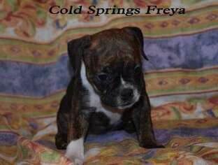 Olde English Bulldogge Puppy for sale in Crown Point, NY, USA