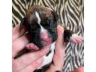 Boxer Puppy for sale in Wausau, WI, USA