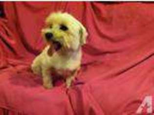 Maltese Puppy for sale in STANWOOD, WA, USA