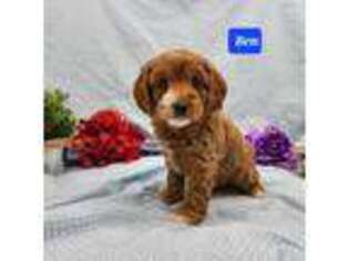 Cavapoo Puppy for sale in Ozark, MO, USA
