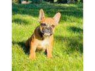French Bulldog Puppy for sale in Kenosha, WI, USA