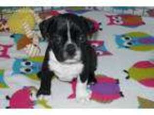 Boston Terrier Puppy for sale in Tucson, AZ, USA