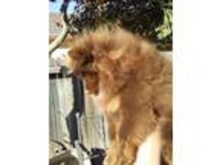 Pomeranian Puppy for sale in Stockton, CA, USA