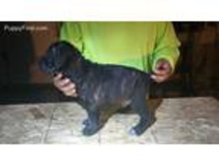 Cane Corso Puppy for sale in Coachella, CA, USA
