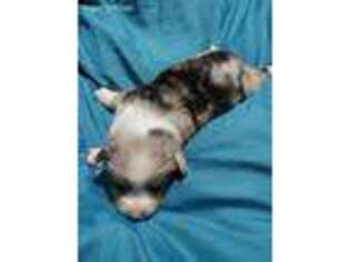 Pembroke Welsh Corgi Puppy for sale in Republic, MO, USA
