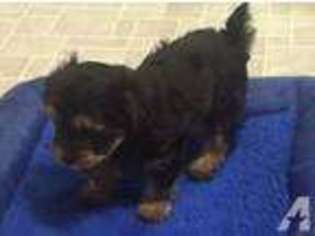 Yorkshire Terrier Puppy for sale in MAPLE VALLEY, WA, USA