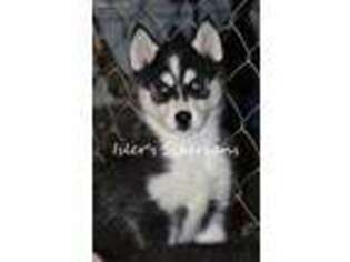 Siberian Husky Puppy for sale in Prospect, OH, USA