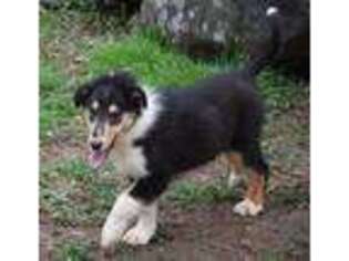 Collie Puppy for sale in Manalapan, NJ, USA