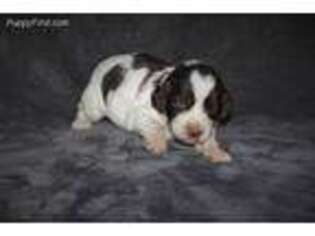 Brittany Puppy for sale in Big Lake, MN, USA