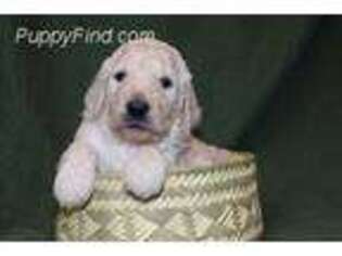 Labradoodle Puppy for sale in Cosby, TN, USA