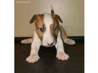 Bull Terrier Puppy for sale in Montgomery, AL, USA