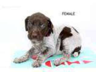 German Shorthaired Pointer Puppy for sale in Evart, MI, USA