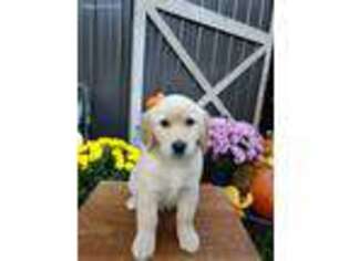 Golden Retriever Puppy for sale in Warsaw, OH, USA