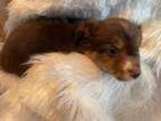 Miniature Australian Shepherd Puppy for sale in Palmer, AK, USA