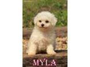 Bichon Frise Puppy for sale in Scurry, TX, USA
