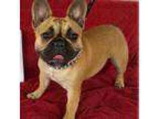 French Bulldog Puppy for sale in Ariton, AL, USA