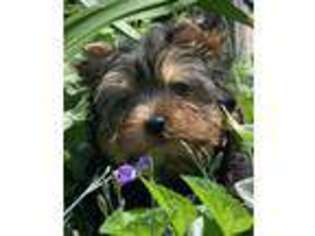 Yorkshire Terrier Puppy for sale in Big Cove Tannery, PA, USA