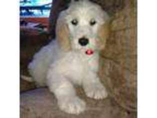 Labradoodle Puppy for sale in Karnack, TX, USA
