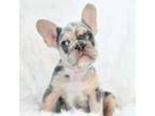 French Bulldog Puppy for sale in Madison, NC, USA