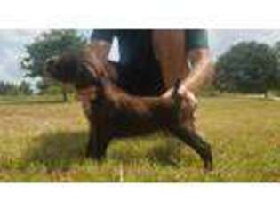 German Wirehaired Pointer Puppy for sale in Granbury, TX, USA